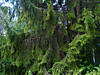 DSC00572.JPG