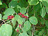 DSC00577.JPG