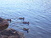 DSC00600.JPG