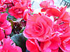 DSC00608.JPG
