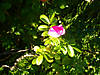 DSC00610.JPG