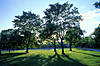trees_in_Cambridge_Common.jpg