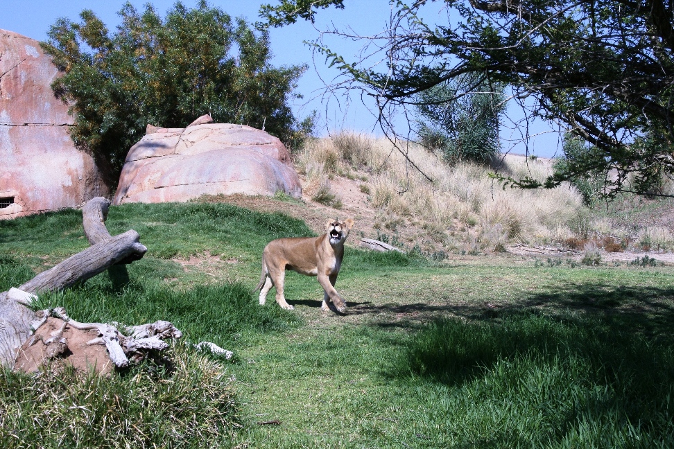 WildlifSafari_033