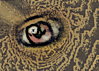 olho1.png