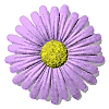 daisy_button_purple_md_wht.gif
