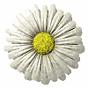 daisy_button_white_md_wht.gif