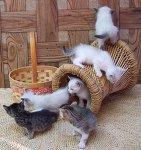 Foster_Kittens_by_LilleahWest