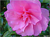 DSC02505.jpg