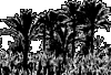 palm-trees-a04.gif