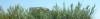 sky-n-plants-a00.jpg