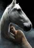 equus2.jpg