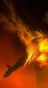 half_phoenix1.jpg