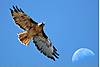hawk-2630s.jpg
