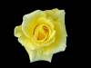 Yellow_rose_on_black_background_Small_.jpg