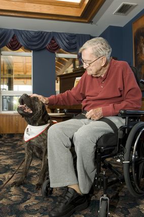 Dogs_9631
