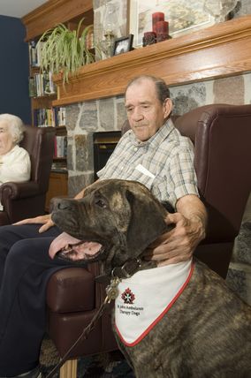 Dogs_9643