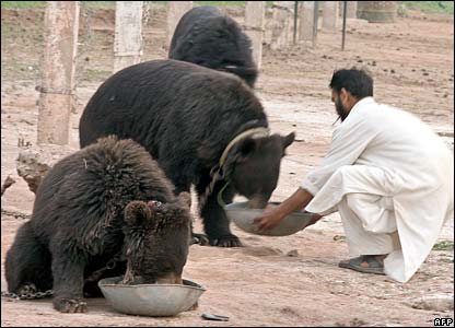 42614625_bears_416_afp
