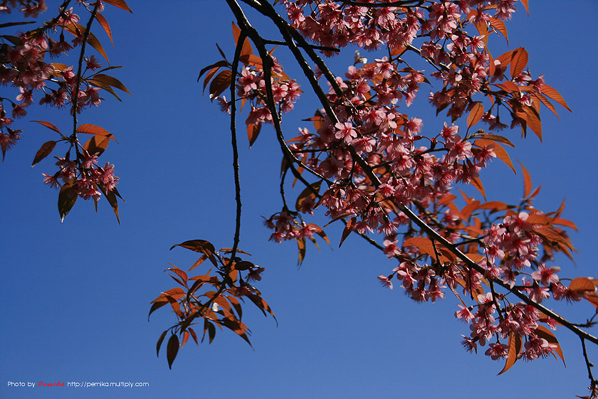 image_0358