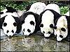 40732358_panda_index.jpg