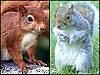 41373812_redandgrey_squirrels203.jpg