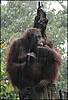 41585822_orangutan203x300.jpg