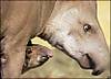 42170864_tapir_416ap.jpg