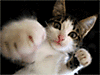 A5274376-3.gif