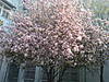 DSC00038.jpg
