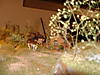 DSCF0007.JPG