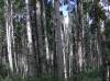 HPIM0437.JPG