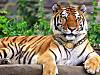 Saif_Tiger.jpg