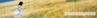 bj.gif