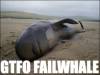 failwhale.jpg