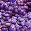 grapes_purple.JPG