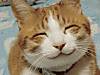 happy_cat.jpg