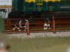 my_cows.JPG