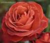 rose1.jpg