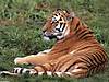 tigers-001.jpg