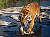 tigers-003.jpg
