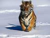 tigers-004.jpg