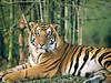 tigers-006.jpg