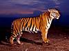 tigers-010.jpg