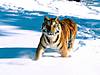 tigers-012.jpg