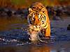 tigers-014.jpg