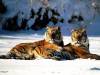 tigers-017.jpg