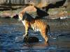 tigers-018.jpg