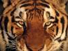 tigers-020.jpg