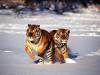 tigers-026.jpg