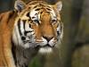 tigers-028.jpg
