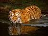 tigers-032.jpg